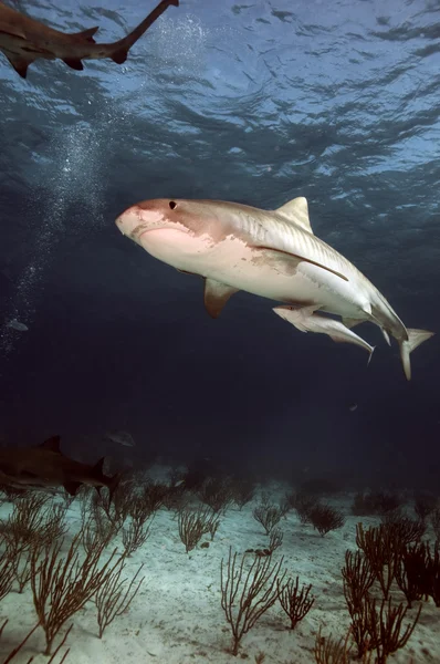 Žralok tygří — Stock fotografie