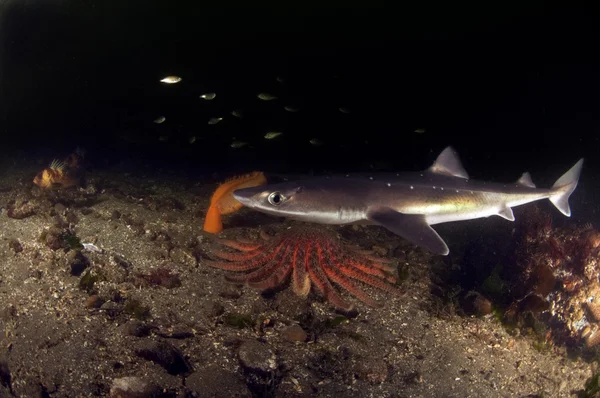 Ikan Dogfish berduri — Stok Foto