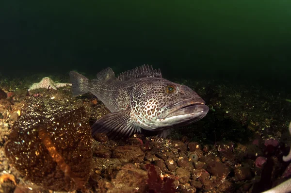 Ling Cod — Stock Photo, Image