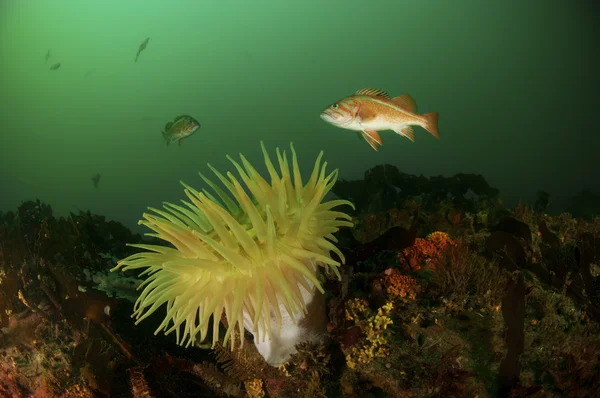 冷水のサンゴ礁 — ストック写真