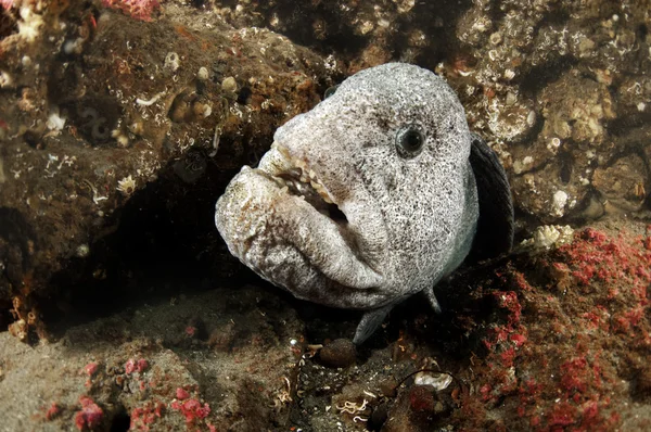 Wolf Eel — Stockfoto