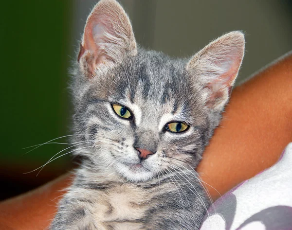 Mladá kočka portrét — Stock fotografie