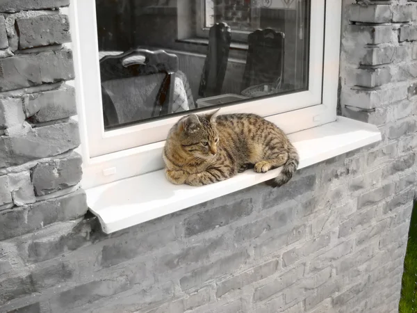 Gato relaxante pela janela — Fotografia de Stock
