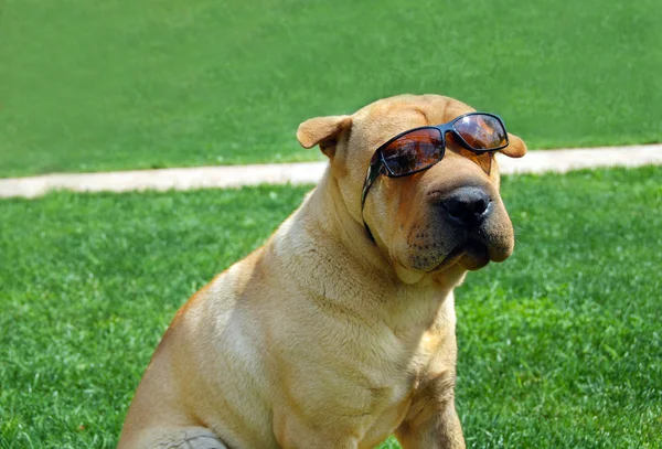 Schattig shar pei in zonnebril — Stockfoto