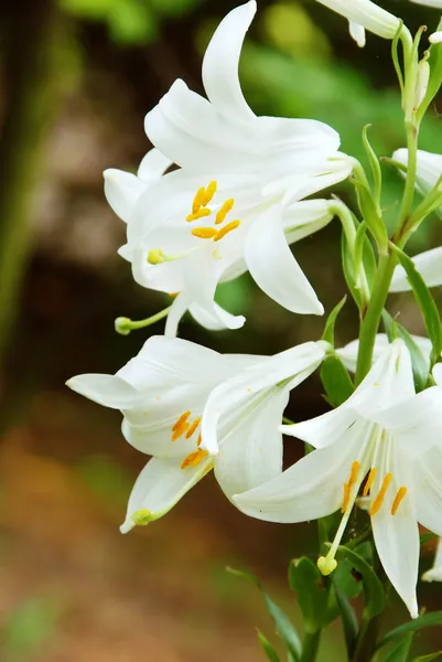 White lily flowers — Stock Photo, Image
