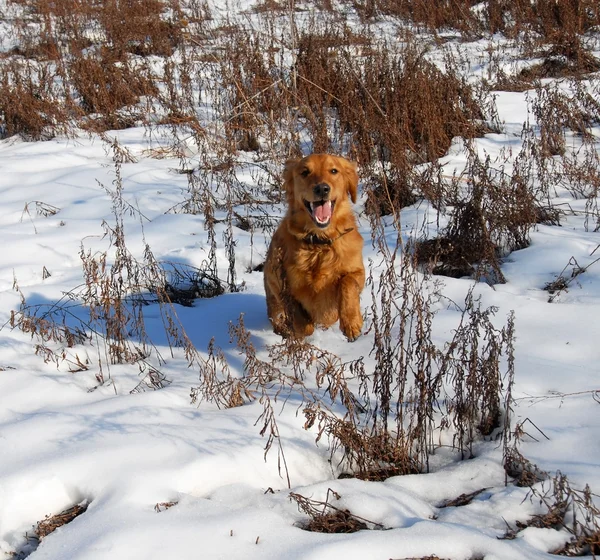 Hund på snö — Stockfoto