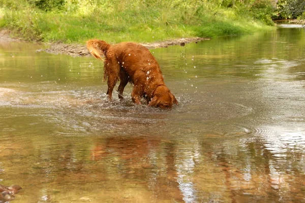 Hond in het water — Stockfoto