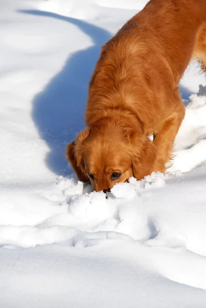 Hond op sneeuw — Stockfoto