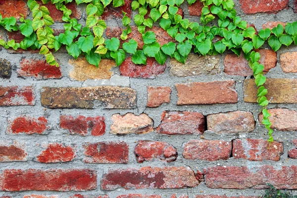 Vieja pared de ladrillo con hiedra —  Fotos de Stock