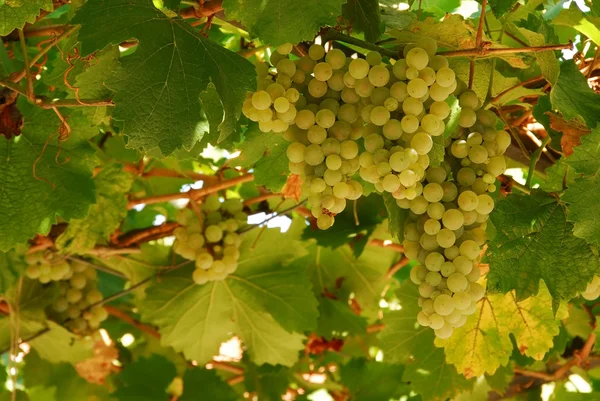 Aglomerado de uvas — Fotografia de Stock