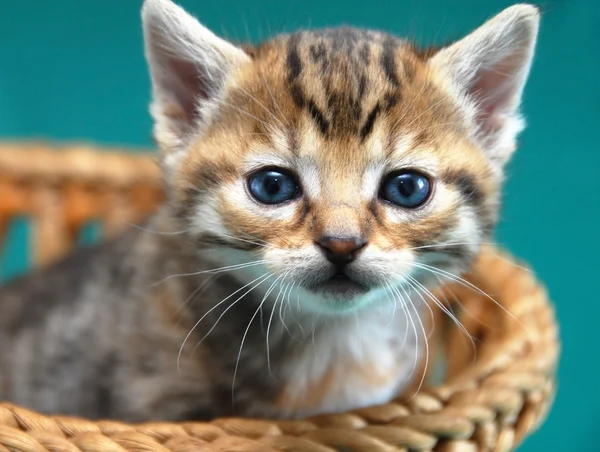 Adorable kitty portrait — Stock Photo, Image