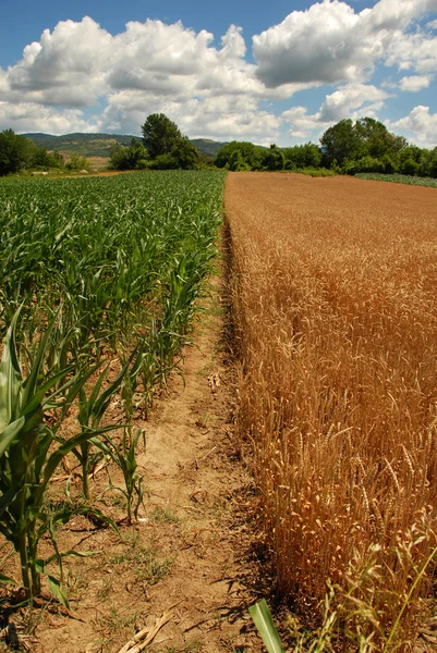 Pszenica i kukurydza, sadzenie — Zdjęcie stockowe