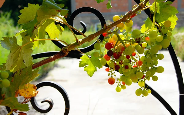 Winogron klastra — Zdjęcie stockowe