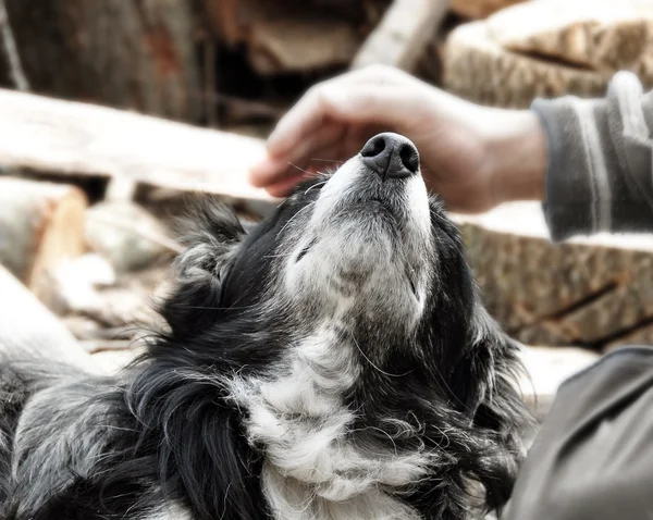 Mâna mângâiere câine — Fotografie, imagine de stoc