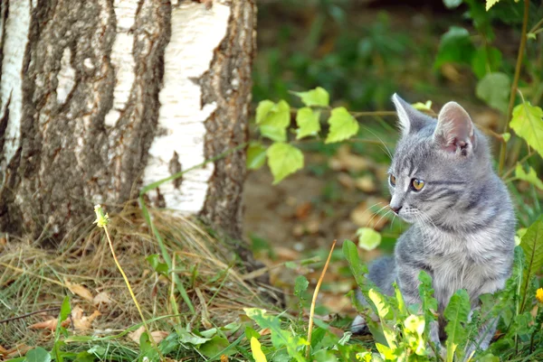 Grå katt porträtt utomhus — Stockfoto