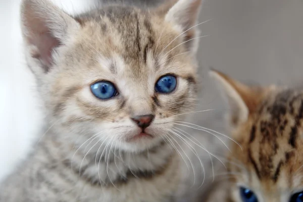 stock image Adorable kitty