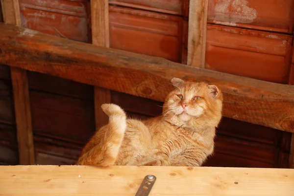 Alte orangefarbene Katze Porträt — Stockfoto