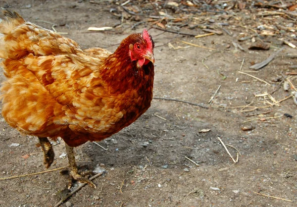 Hen on farm yard — Stock Photo, Image