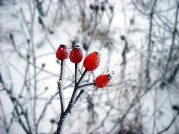 Кристали льоду на зимовій рослині — стокове фото