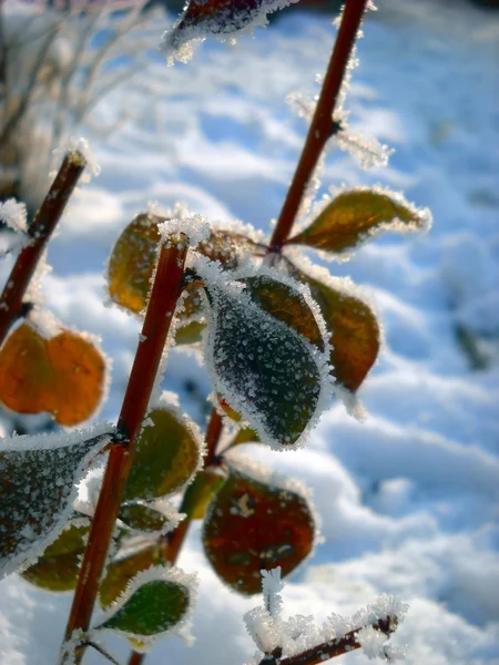 Winterpflanze — Stockfoto