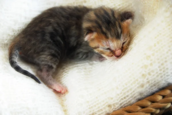Nowo narodzony Kotek — Zdjęcie stockowe