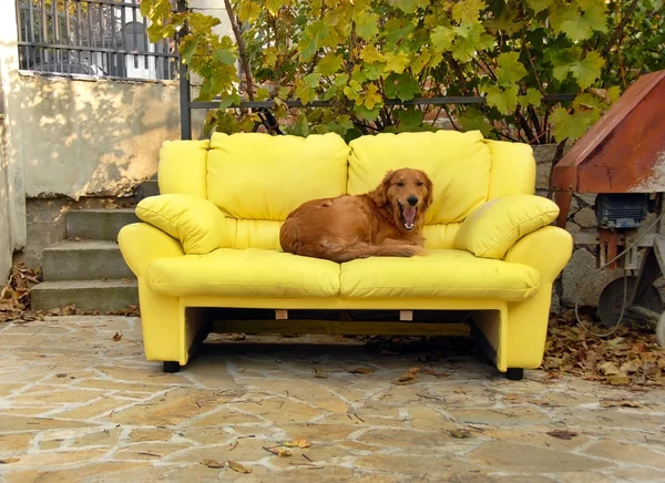 Собака на диване — стоковое фото