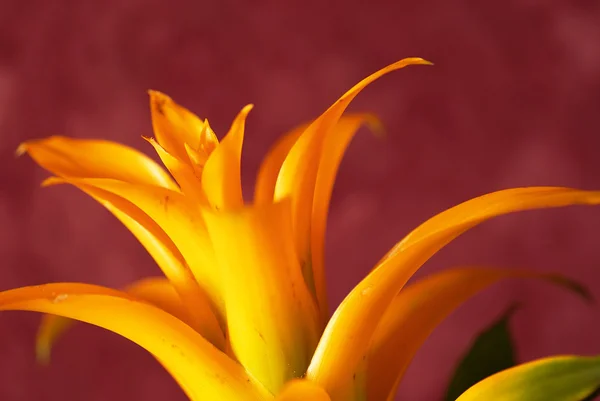 Bromélia amarela — Fotografia de Stock