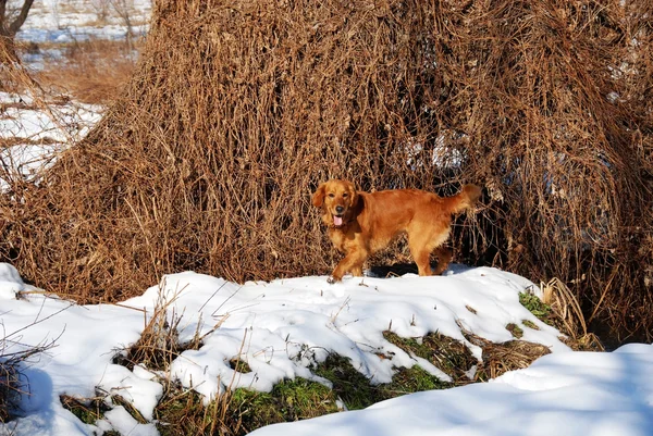 雪を楽しむ犬 — ストック写真