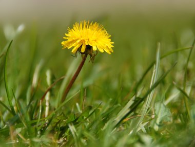 Yellow dandelion clipart