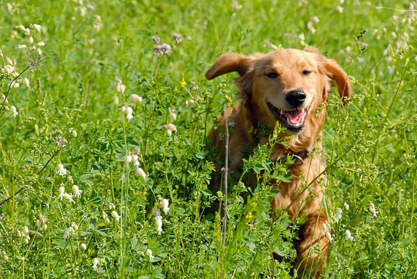 Pes v trávě — Stock fotografie