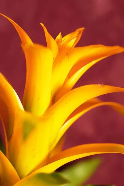 Bromelia gialla — Foto Stock