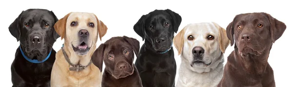 Six Labrador dogs in a row — Stock Photo, Image