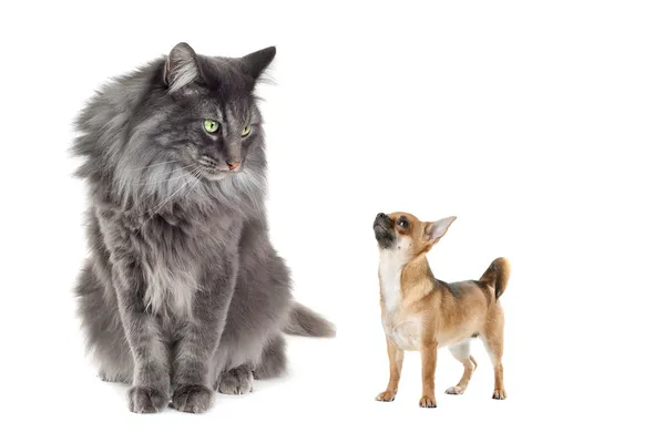 Norvég erdei macska és egy chihuahua kutya — Stock Fotó