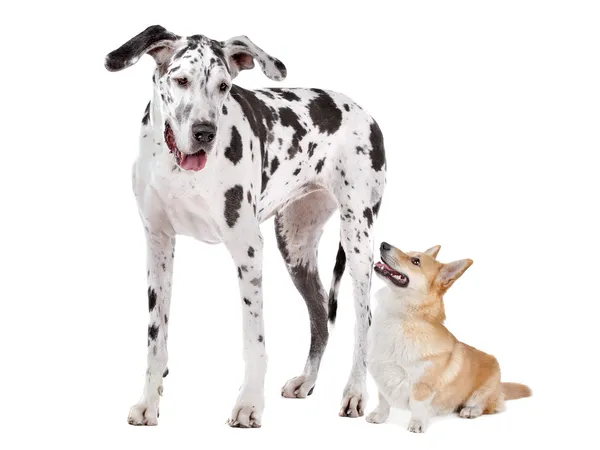 Harlequin Grand Danois och apembroke welsh corgi hund — Stockfoto