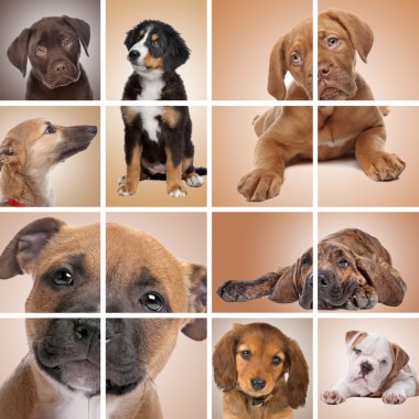 Puppy themed collage clipart