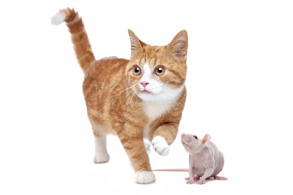 Кіт і щур — стокове фото
