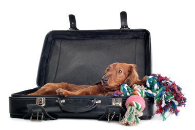 Dog resting in suitcase clipart