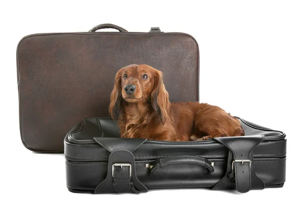 Dog on suitcase — Stock Photo, Image
