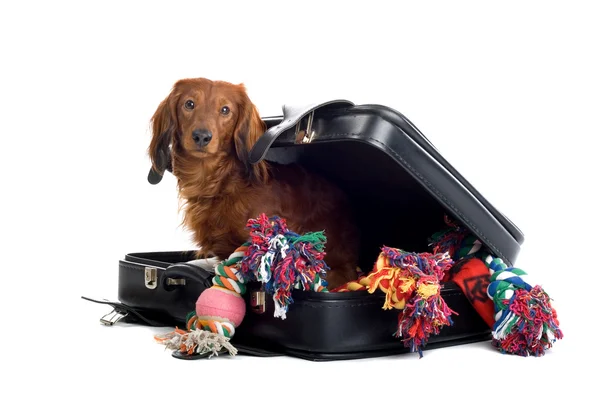 Hund i resväska — Stockfoto