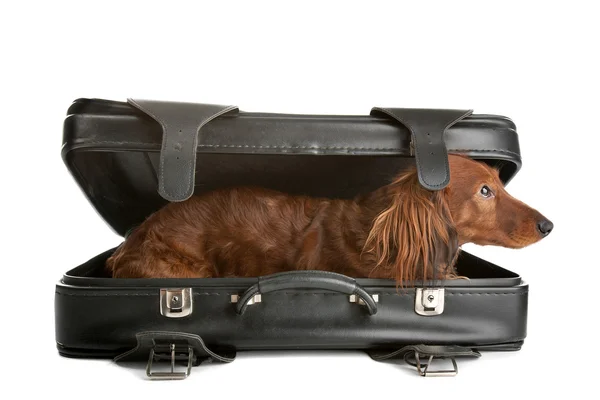 Dog in suitcase — Stock Photo, Image