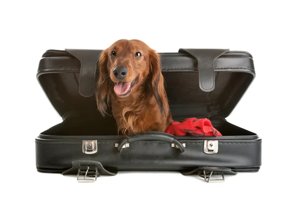 stock image Dog in suitcase