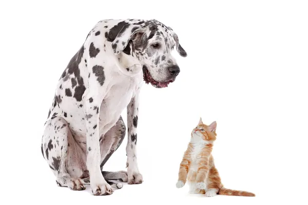 Ein Hund und eine Katze — Stockfoto
