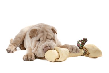 Shar-pei puppy clipart