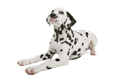 Dalmatian puppy clipart