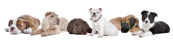 Grande grupo de cachorros em um fundo branco — Fotografia de Stock
