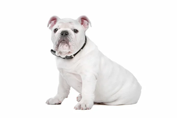 Witte Engels bulldog pup — Stockfoto