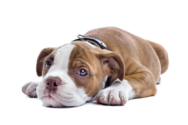 Bulldog cucciolo — Foto Stock