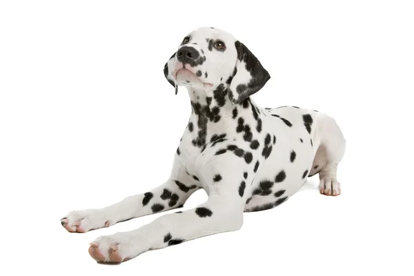 Dalmatské štěně — Stock fotografie