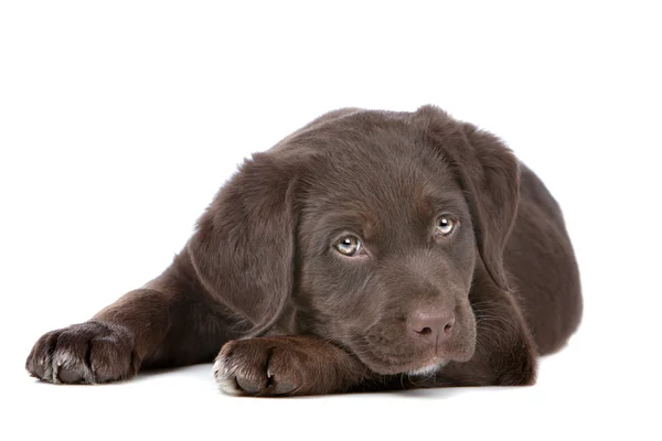 Chocolade labrador puppy — Stockfoto