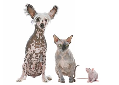 Naked Dog,Cat and Rat clipart